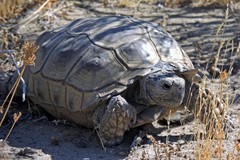 Chelonoidis chilensis