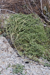 Cakile maritima baltica