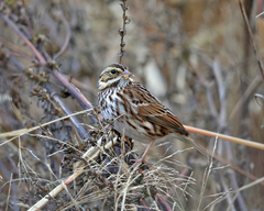 Passerculus sandwichensis savanna