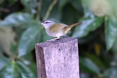 Arremonops chloronotus