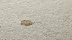 Acleris logiana