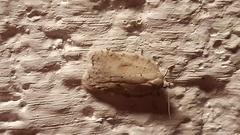 Acleris logiana