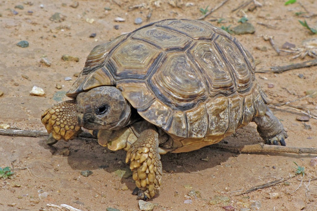 Chaco Tortoise in December 2009 by Hugo Hulsberg · iNaturalist