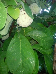 Annona macroprophyllata