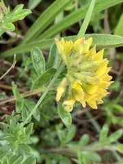 Leobordea corymbosa