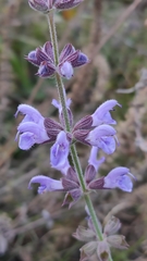 Salvia virgata