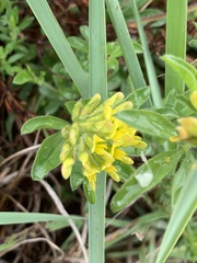 Leobordea corymbosa