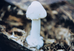 Amanita aestivalis