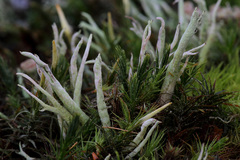 Cladonia sulphurina