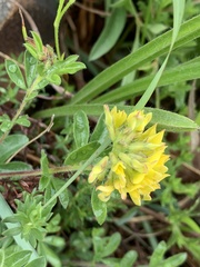 Leobordea corymbosa