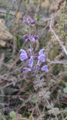 Salvia virgata
