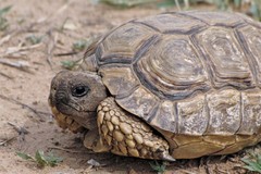 Chelonoidis chilensis