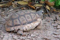 Chelonoidis chilensis