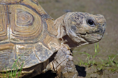 Chaco Tortoise