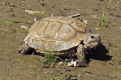 Chelonoidis chilensis
