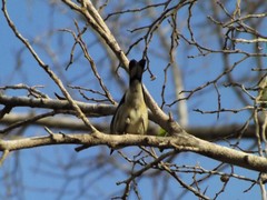 Setophaga coronata