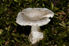 Amanita pachysperma