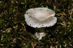 Amanita pachysperma