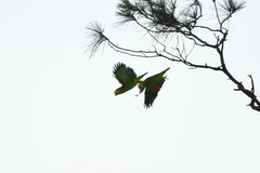 Amazona oratrix belizensis