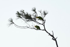 Amazona oratrix belizensis