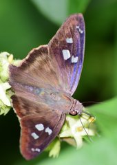 Polygonus leo arizonensis