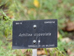 Achillea clypeolata