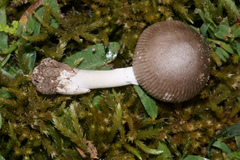 Amanita virginiana