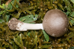 Amanita virginiana