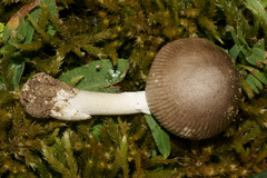 Amanita virginiana