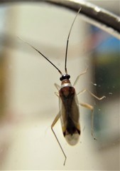 Campyloneura virgula