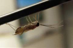 Campyloneura virgula