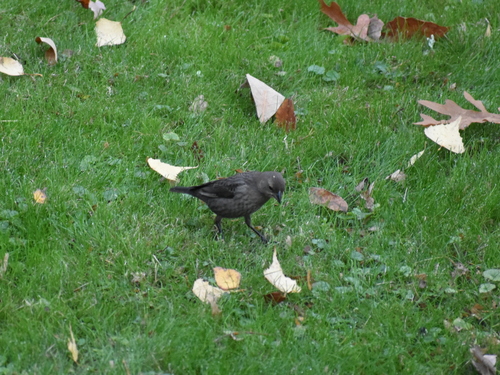 Brown-headed Cowbird photographed in Rhode Island
