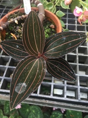 Ludisia discolor