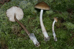 Amanita sinicoflava