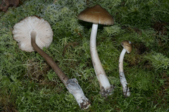 Amanita sinicoflava