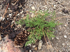 Cymopterus terebinthinus