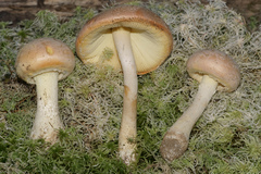 Amanita wellsii