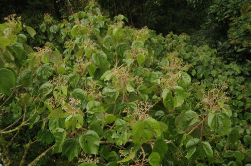 Heliocarpus appendiculatus - Whole tree