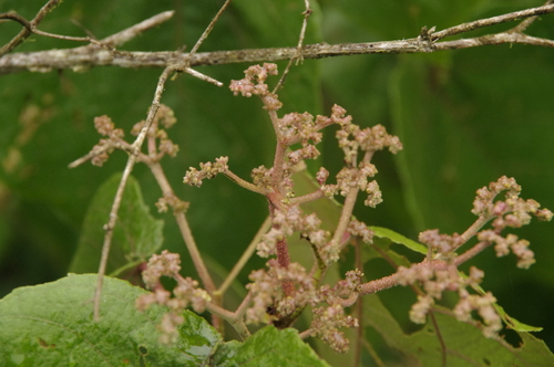 Heliocarpus appendiculatus - Leaves