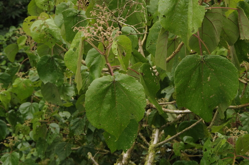 Heliocarpus appendiculatus - Leaves