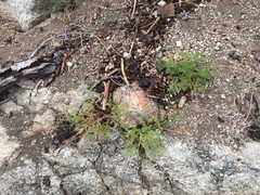 Cymopterus terebinthinus