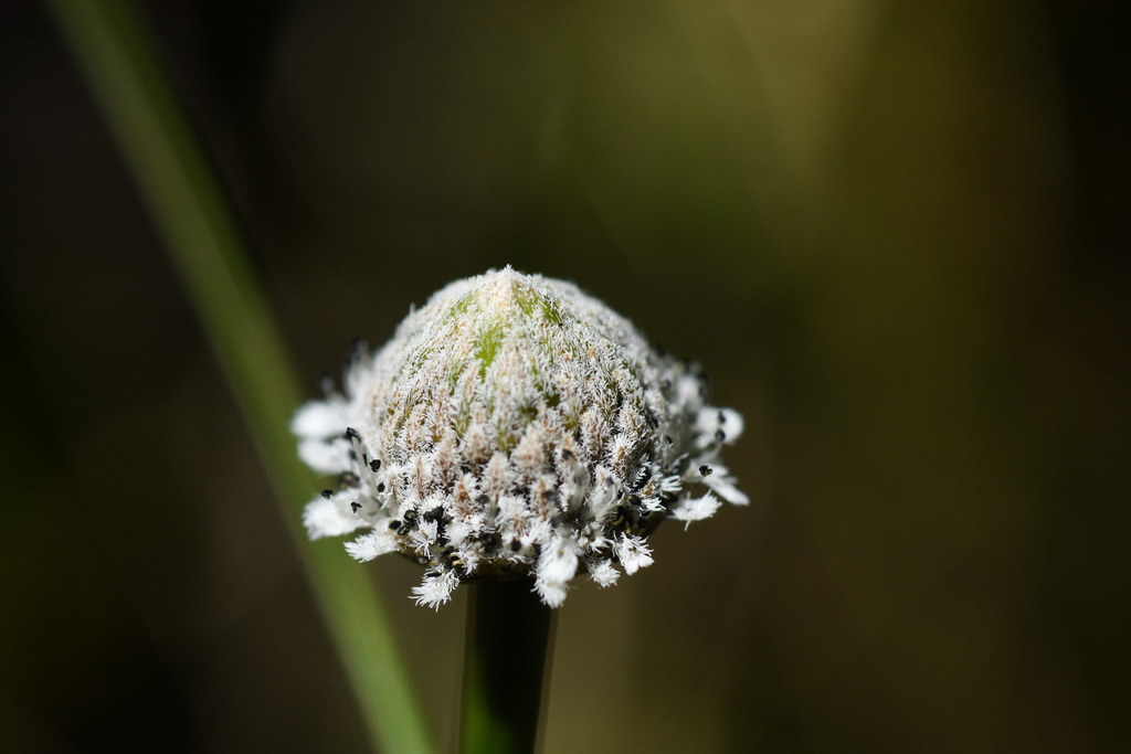 Eriocaulon modestum