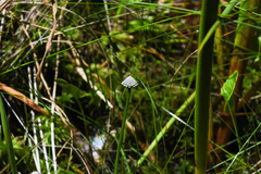 Eriocaulon modestum