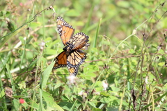 Danaus plexippus