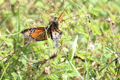 Danaus plexippus