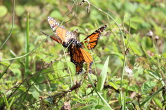 Danaus plexippus