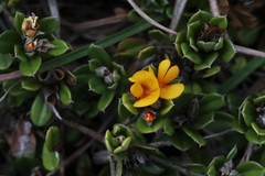 Pultenaea myrtoides