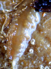 Lepidonotus cristatus