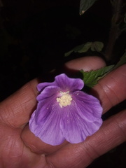 Malvaceae