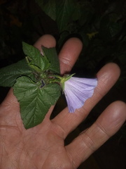 Malvaceae